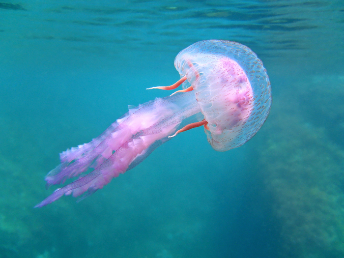 meduse giganti della Tasmania