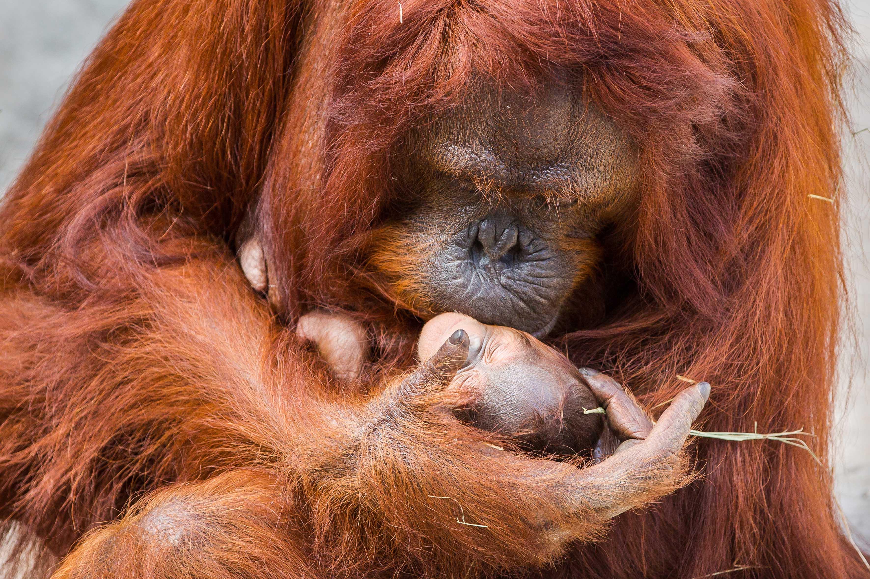 peni di orango durante lerezione, il pene cresce