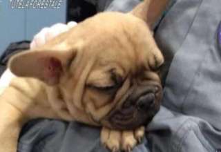 Empoli Fi Cuccioli Abbandonati In Attesa Di Adozione Al Canile