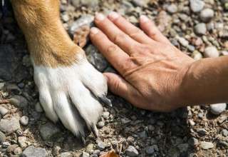 Istituito a Penne lo “Sportello comunale dei diritti animali”